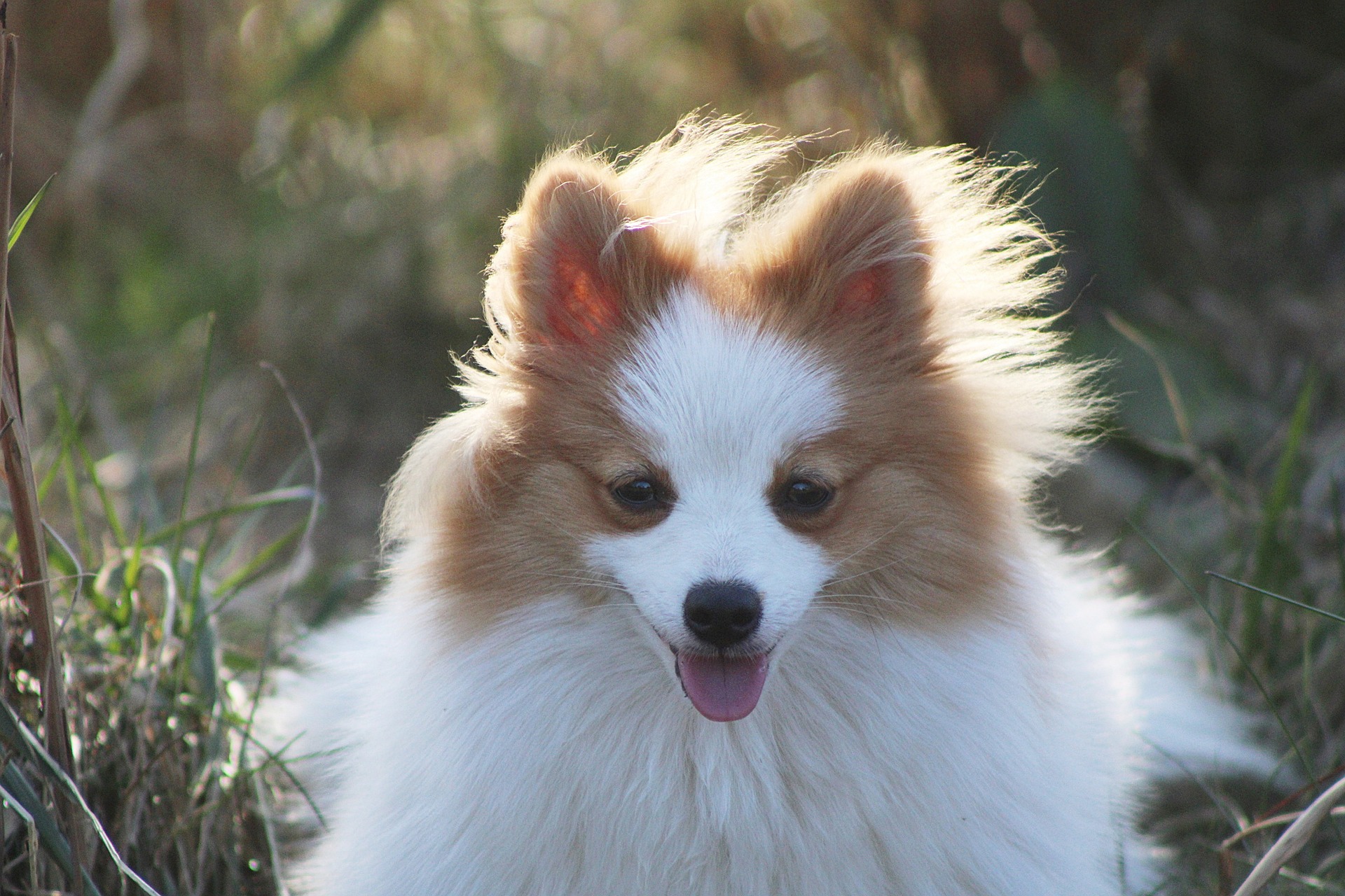 10 найменших порід собак у світі: від популярних до маловідомих